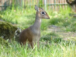 dikdik