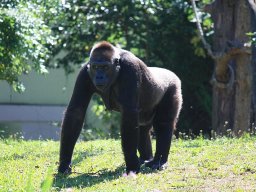 gorilla