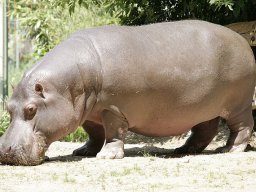 hippopotamus