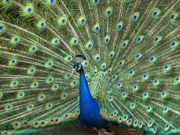 peacock